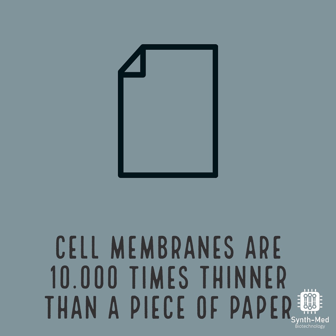 Synth-Med Biotechnology tweet media