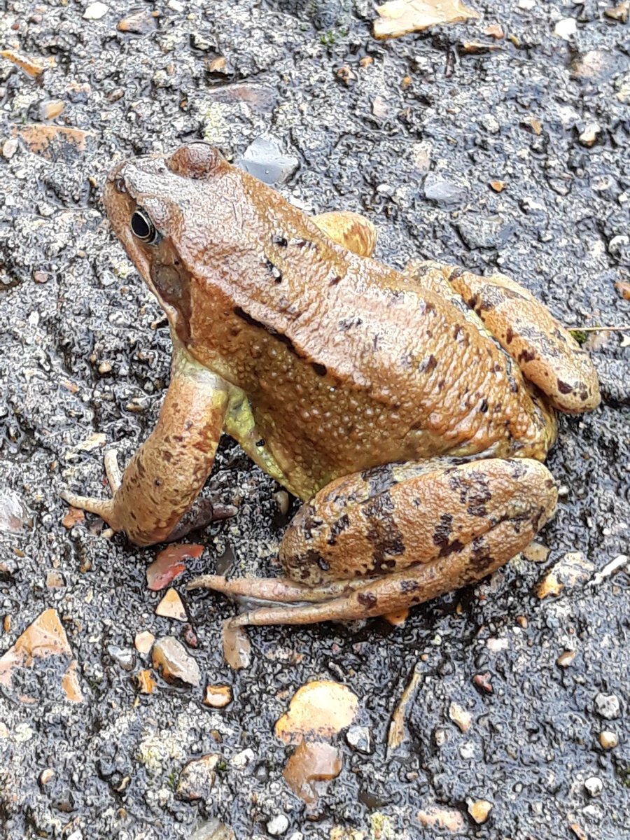 SharonJolly14's tweet photo. Sunday morning garden visitor!πΈ #wildlife #HMWT #nature #chatbiology https://t.co/qddVpLxkPq