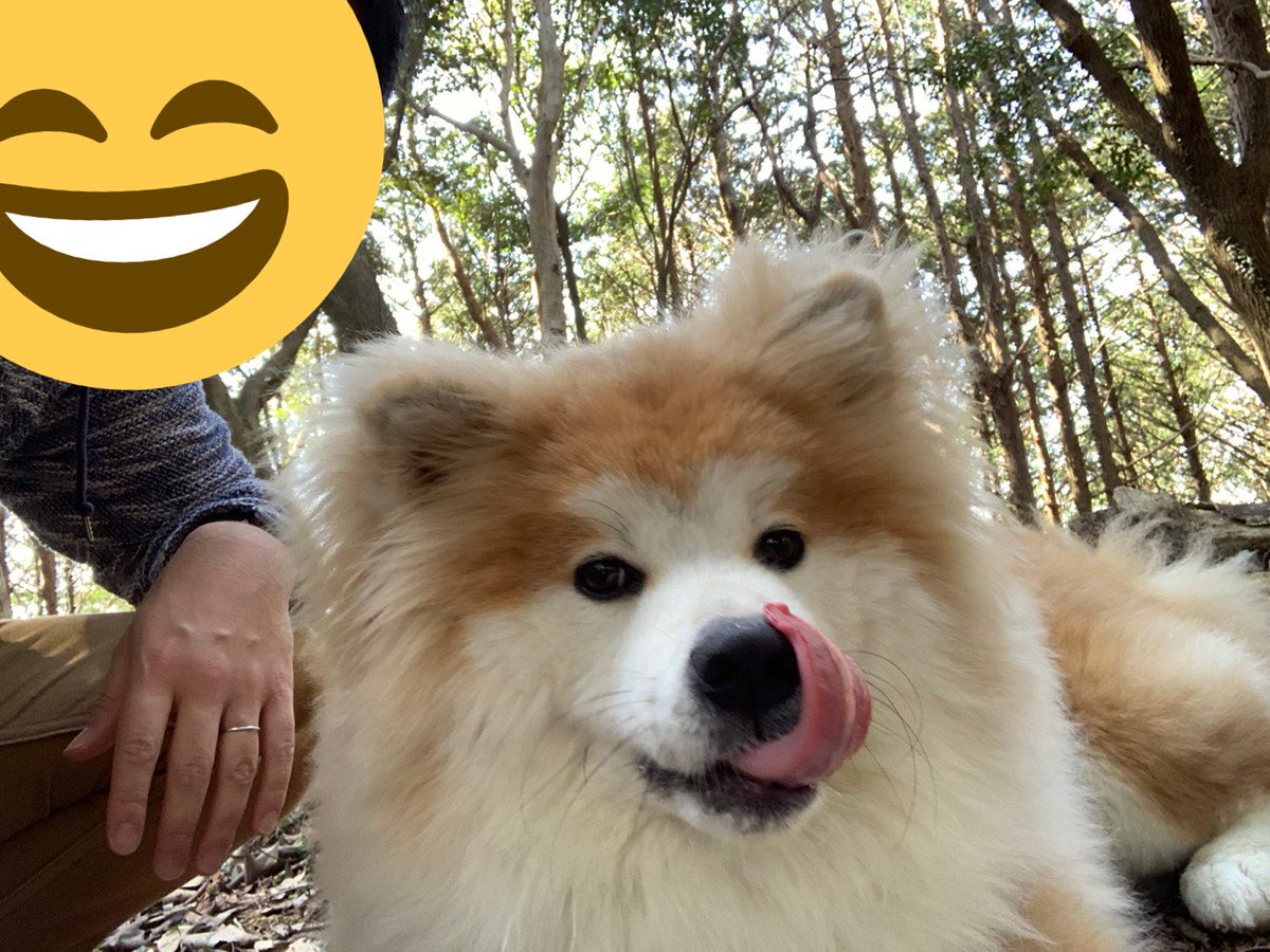 南 秋田犬の愛子 今日はパパとハイキングに行きました パパと一緒だといいお顔で可愛い 秋田犬 犬のいる暮らし