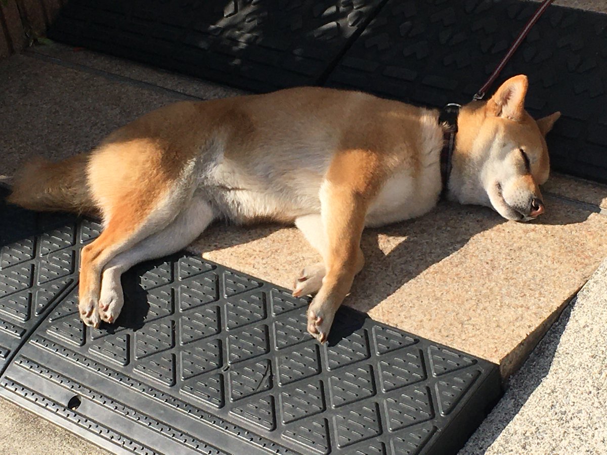アプレットプラス 暖かすぎて 通りすがりに出会ったワンちゃんも とろ り夢うつつ ひなたぼっこ 日向ぼっこ 日向ぼっこ犬 犬