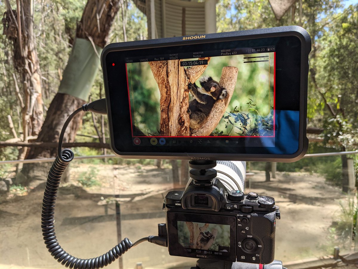 BandWFilms's tweet photo. Still getting stunning images on a 5 year old original @Sony a7s paired with an @AtomosGlobal shogun. Shot at @TidbinbillaNR koala sanctuary. https://t.co/kvSnKb2h0z