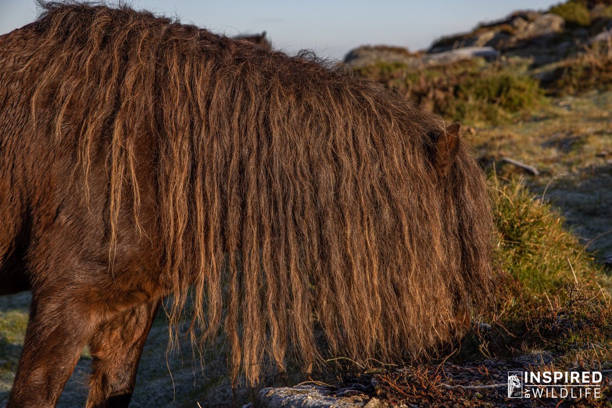 🥰 Morning Sir🥰 One of our fabulous Pedigree Dartmoor Stallions🥰 we might have to run the best mane competition for 2021 🥰 although I might struggle to find a better one than Sir Jock🥰
#inspiredbywildlife #imagesofhorses #dartmoor #pedigree #gonative #pedigree #conservation
