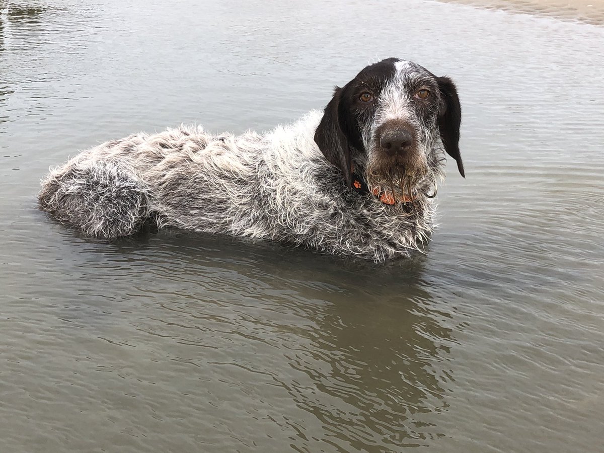 HayhurstBoo's tweet photo. Wait a minute, I’m just having a cool down #beach #beachlife #sundayvibes #sundayfunday #adventure #outdoors #wet #wetdog #spa #dogsofinstagram #dogs #dogsoftwitter @outdoorgb https://t.co/NuHEjuhTXT