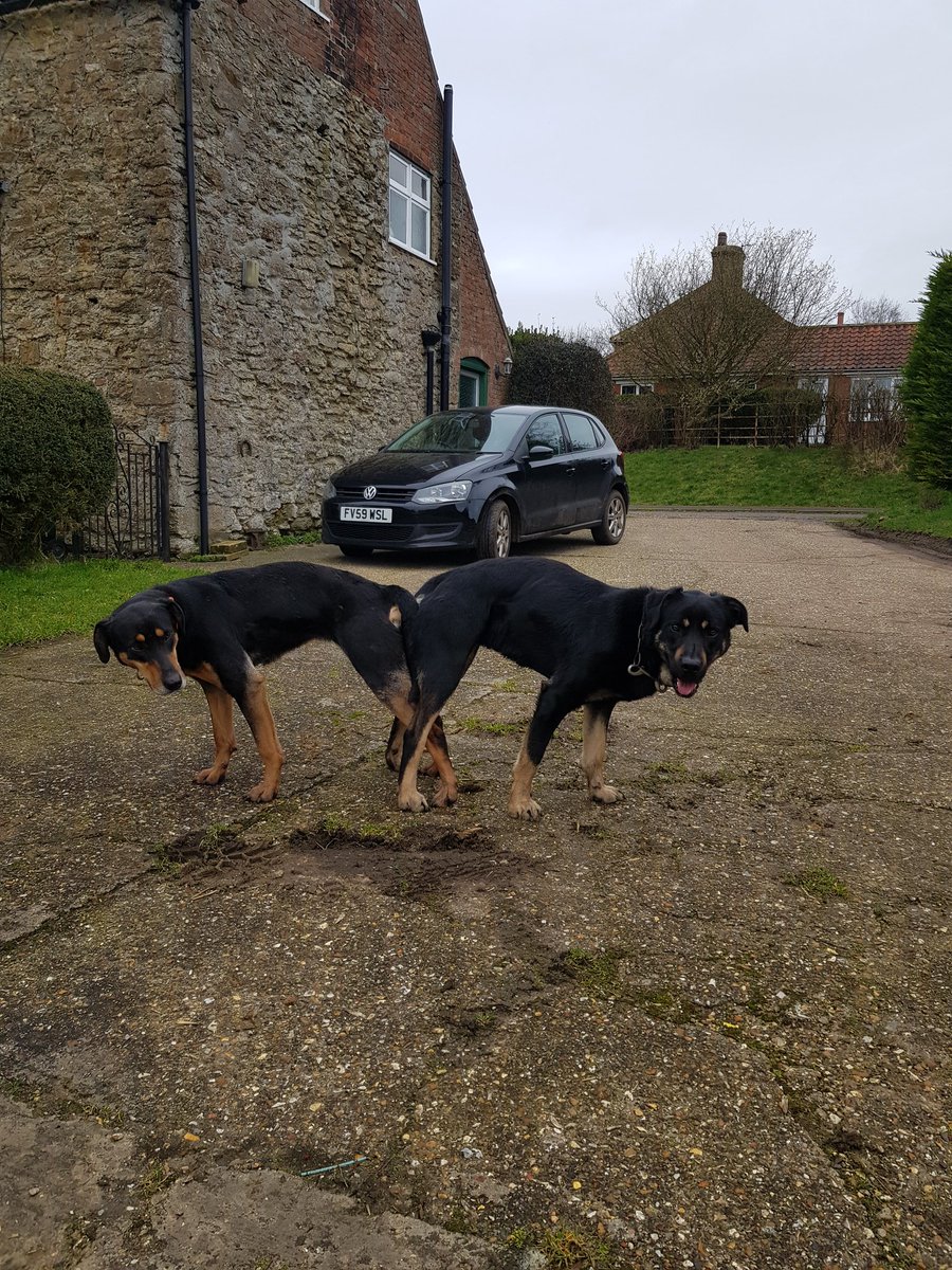 Pups pending. Contact <a href="/lovefarmingltd/">Love Farming ltd</a> to avoid disappointment!