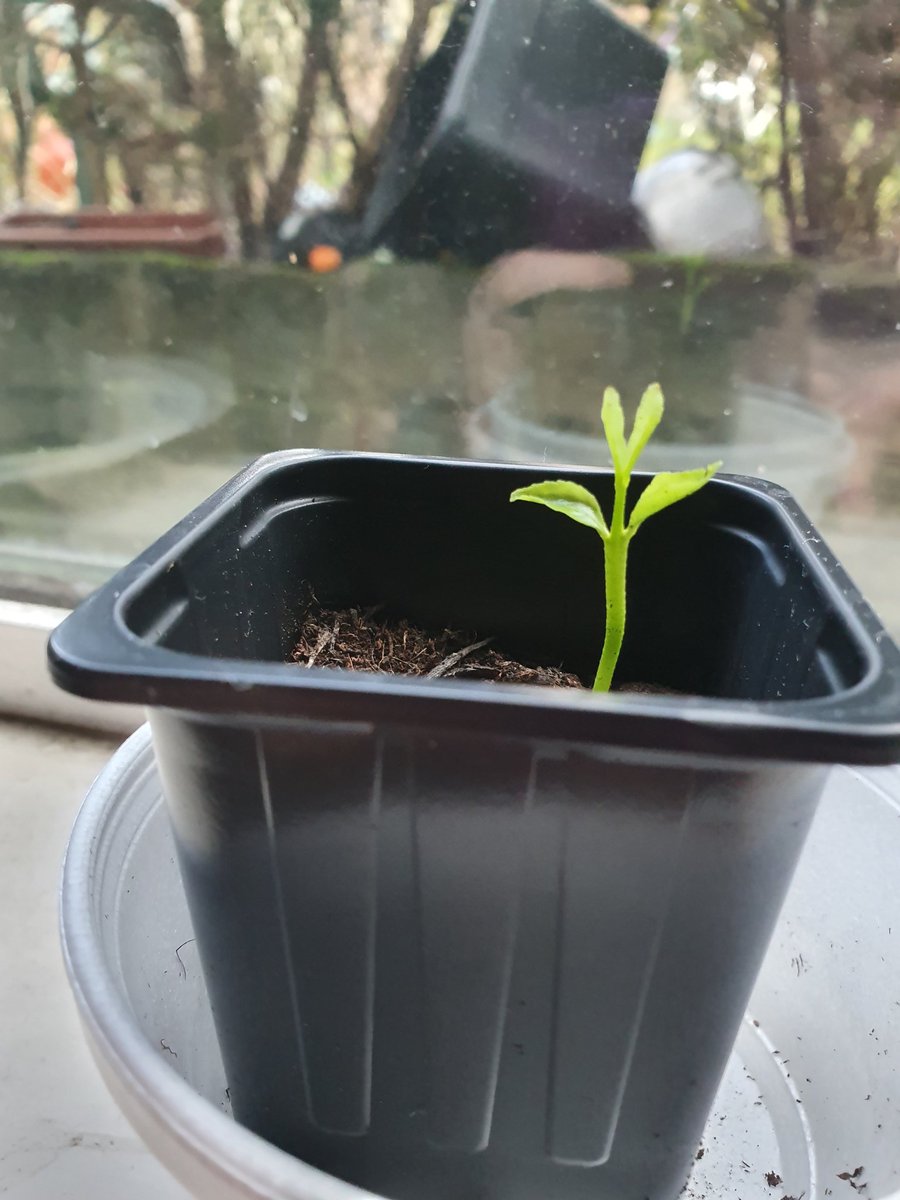 Doing a lemon seedling study through Edinburgh University. Meet Ginny Lemon Seedling! @GinnyLemon69