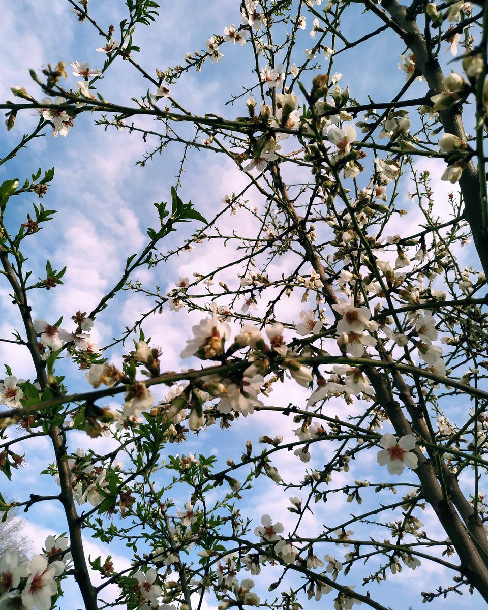 JaviGarP's tweet photo. Ayer pude hacer mi primera foto del año a un almendro en flor. 

#almendro #almendros #almendrosenflor #almendrosenflor #floralmendro #floresalmendro #almendrosflorecidos #flores #cieloazul #almendrosmadrid  #fotosbonitas #ciudadesfloridas #madrid https://t.co/Unss8GQYll