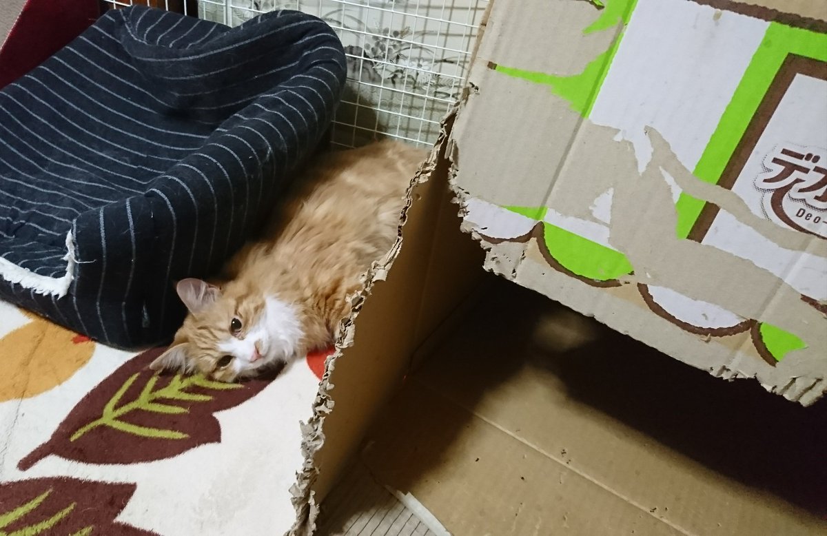Cancelo おれねこ No Twitter Cancelo おれねこ No Twitter