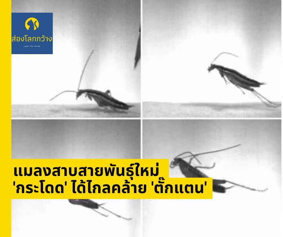 ภูวเมศวร์ tweet media