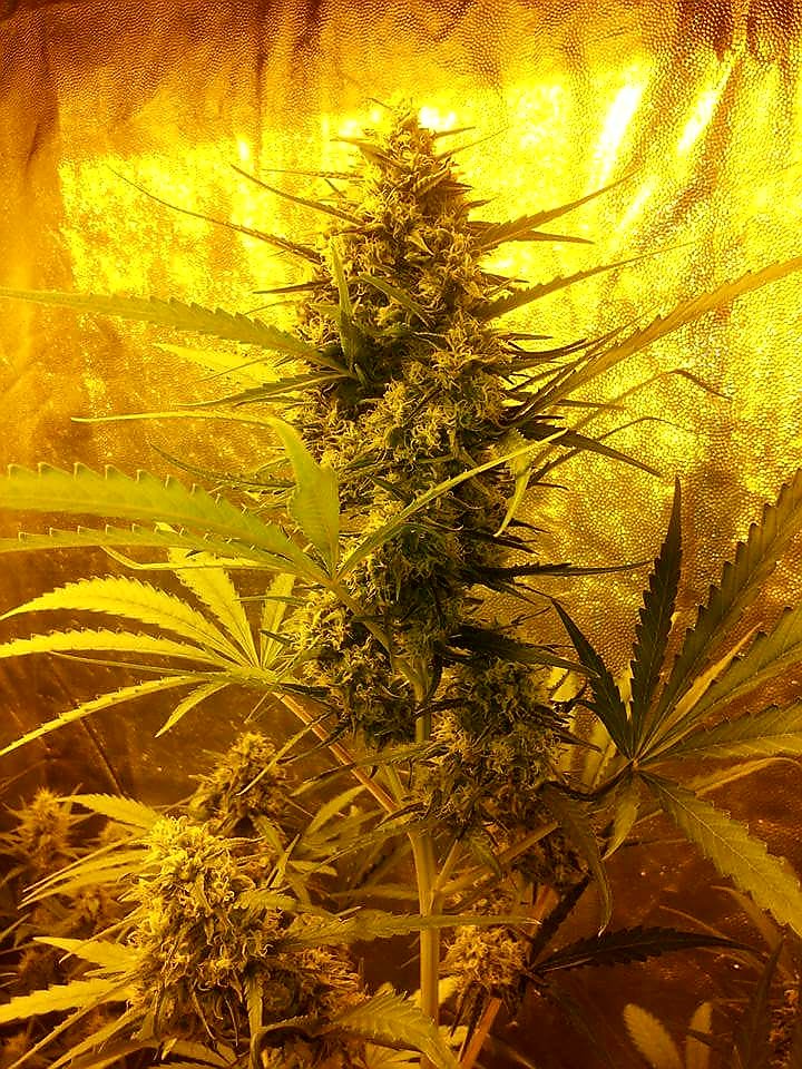 AdrycManellson's tweet photo. @EnSamsara @Sophie_MJ @GreenbudSeeds @GiftsGreenwood @IntKannabia @cannaworldsite @insektu @Kannabia_Samen @EspanaHesi @Apez140 @KannabiaSeeds @Kannabia_US @ProXL_Spain @Gonzalo_GNZ En #AdrycsCove con @GreenbudSeeds @GiftsGreenwood hacemos muchas pruebas antes de soltar amarras a una #Straint, sobre todo de #Enraizado, mira #NuevosProyectos de #Auto, en #Lightmix #Plagron sin más aporte, una está en #GrowMix, Adivina.
Así comprobado cómo, se desechan.🧚‍♂️😎 https://t.co/0exlXkGTVD