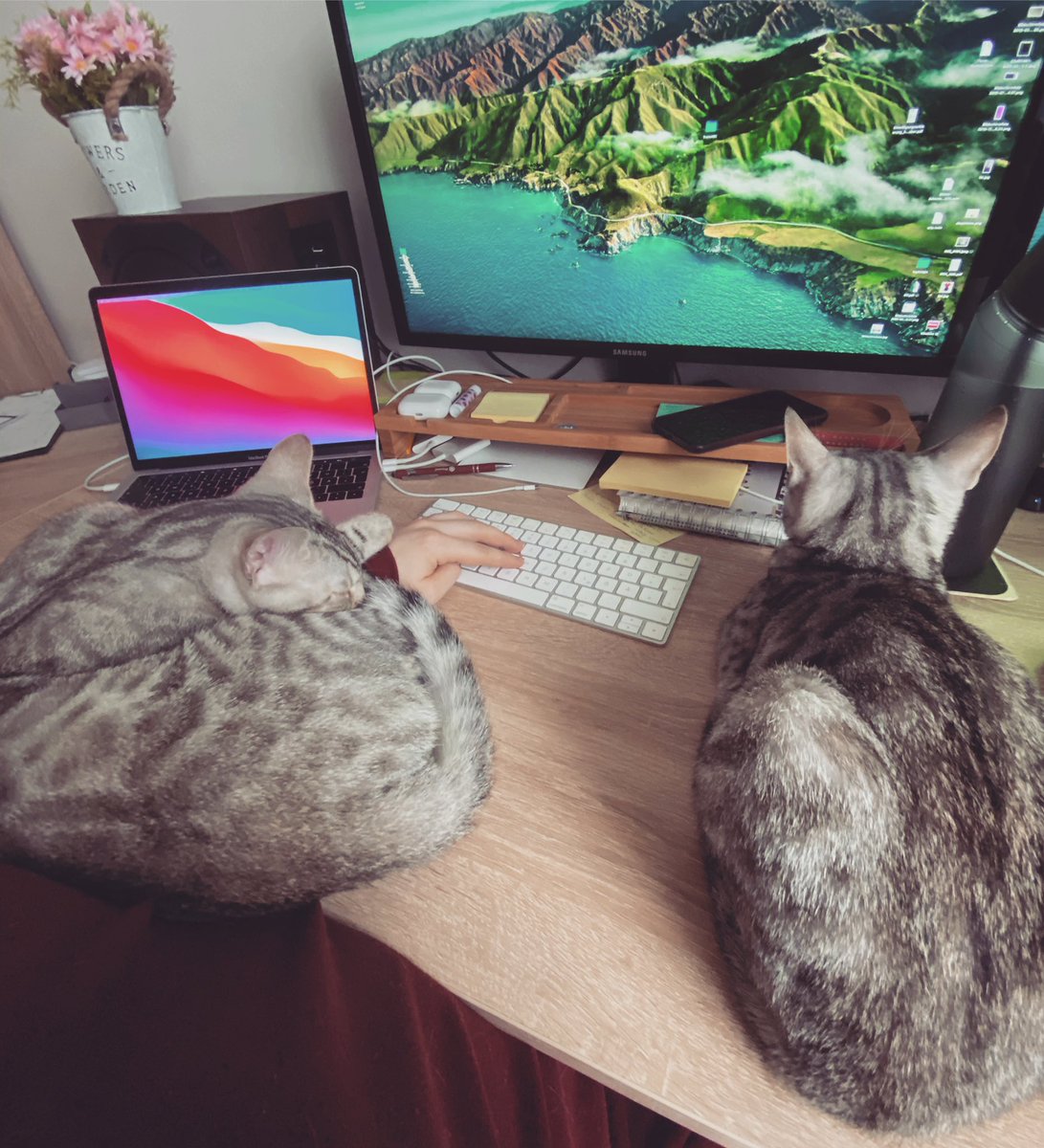 Allyda96's tweet photo. Heute ist ein ganz gewöhnlicher #Sonntag! 😅
Ich frage mich ob die beiden immer so anhänglich bleiben? 🤭😻🥰

#SundayVibes #SundayMorning #Weekend #Cuddle #Cat #Cats #Katze #Katzen #Kittens #Homeoffice #Office #MeAtWork #Sleepingcats #Bengal #Bengalcat #Bengalcats #CatsOfTwitter https://t.co/lmBR04dVDJ