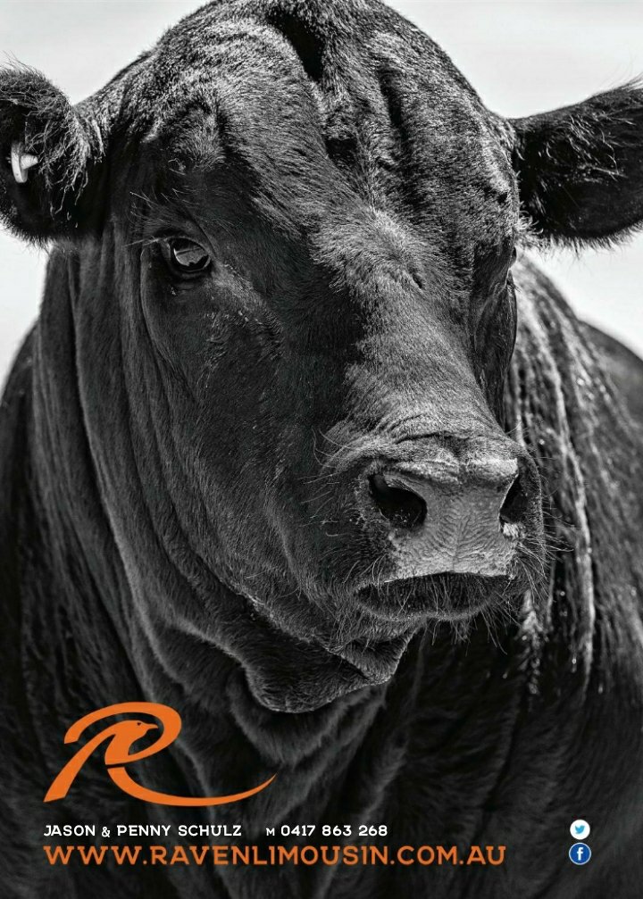 Raven Limousin &amp; Lim-Flex Bull Sale Feb 25th. 34 Limousin &amp; Lim-Flex bulls sell. Sale details &amp; catalogue at: studstocksales.com/events/raven-l…
Sale interfaced with AuctionsPlus.
