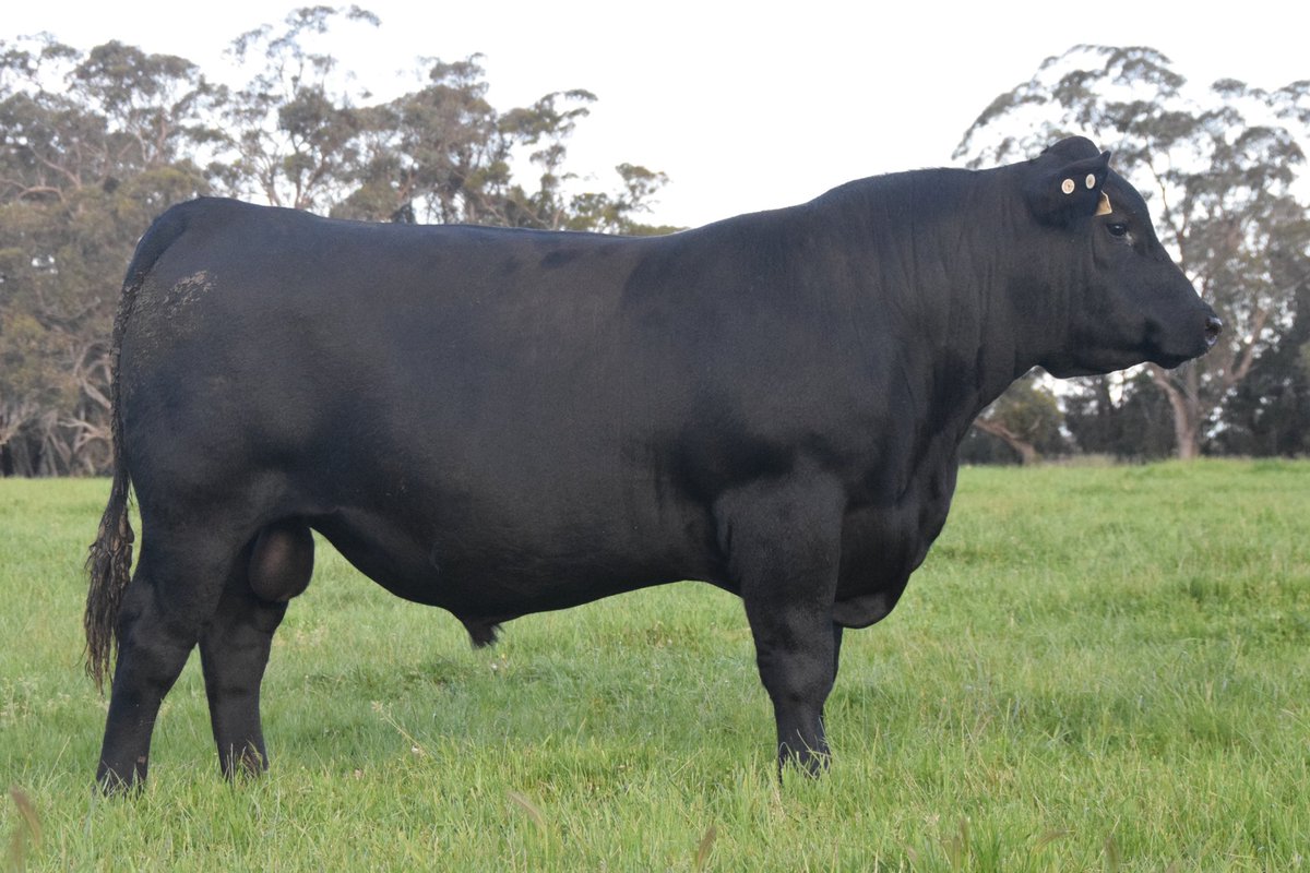 Koojan Hills Angus &amp; Melaleuca Murray Greys Bull Sale Feb 22nd. 75 Angus &amp; 18 Murray Grey bulls sell. Sale details &amp; catalogue at: studstocksales.com/events/koojan-…
Sale interfaced with AuctionsPlus .
Lot 1. Koojan Hills Powerpoint Q9 sells.