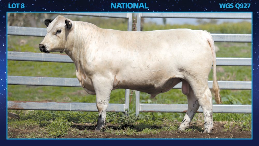 Wattle Grove Speckle Park Twilight Sale Feb 27th. 31 bulls, 26 heifers &amp; genetic packages sell. Sale details &amp; catalogue at: studstocksales.com/events/wattle-…
Lot 8. National WGS Q927 sells.
Sale simulcast live via Elite Livestock Auctions.