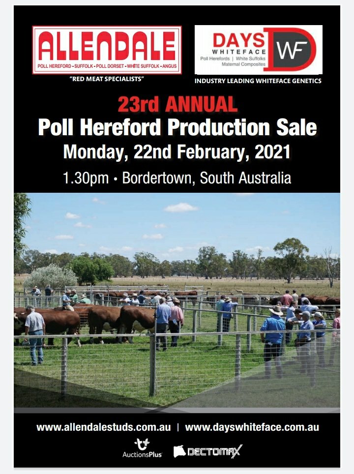 92 bulls sell Feb 22nd at the Allendale Studs &amp; Days Whiteface Bull Sale. 92 bulls sell.
Allendale Studs team details at: studstocksales.com/events/allenda…
Days Whiteface team details at: studstocksales.com/events/days-wh…
Sale interfaced with AuctionsPlus.