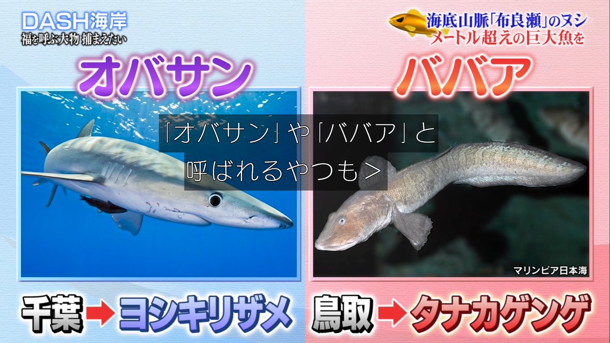 ゆくブラっ Sur Twitter オバサン ババア という魚も存在する 鉄腕dash T Co Khilrjdafa Twitter ゆくブラっ Sur Twitter オバサン ババア という魚も存在する 鉄腕dash T Co Khilrjdafa Twitter