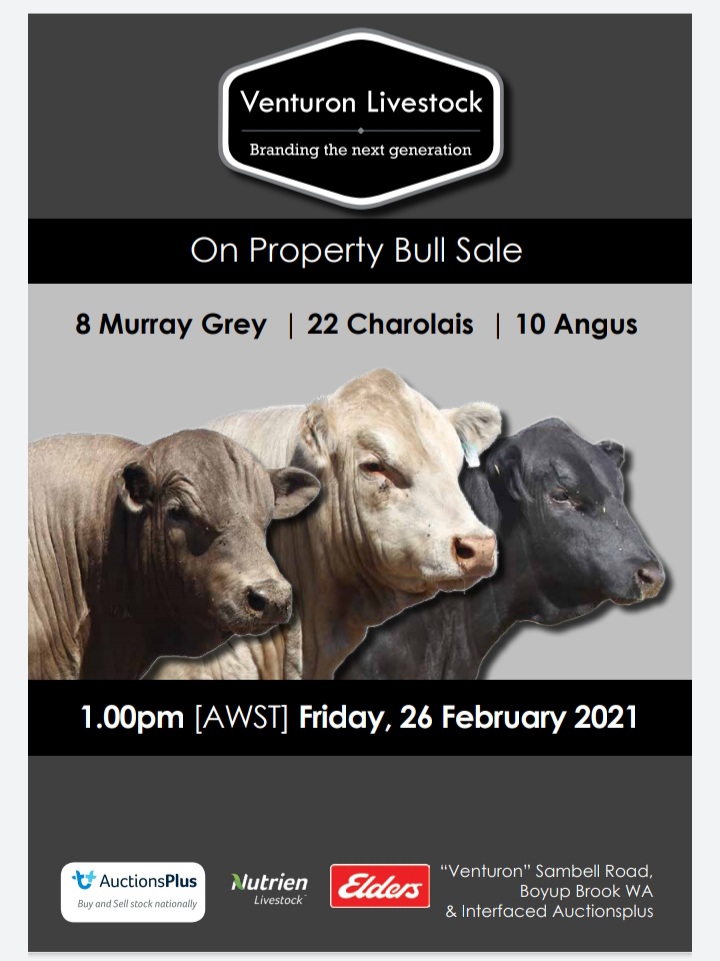 Inaugural Venturon Livestock Bull Sale Feb 26th. 8 Murray Grey, 22 Charolais &amp; 10 Angus bulls sell. Sale details &amp; catalogue at: studstocksales.com/events/venturo…
Sale interfaced with AuctionsPlus .