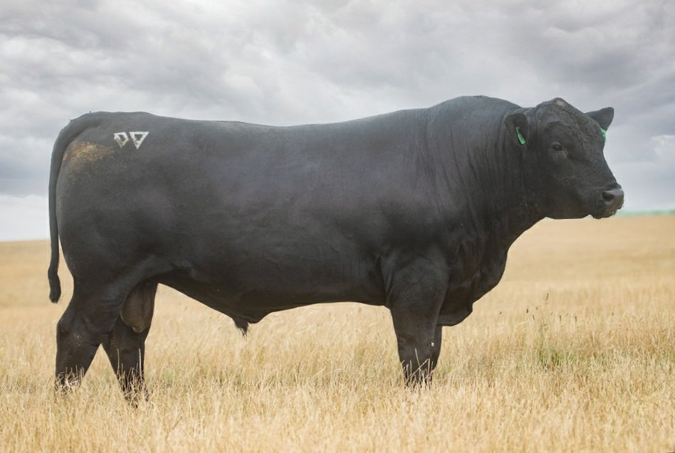 81 bulls sell Feb 23rd at the Weeran Angus Autumn Bull Sale. Sale details &amp; catalogue at: studstocksales.com/events/weeran-…
Sale simulcast live via Elite Livestock Auctions.
Lot 3. Weeram Qatar Q26 sells.