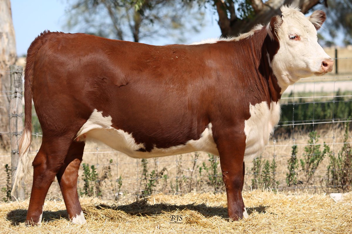 Kerlson Pines Poll Herefords Full Dispersal Sale Feb 24th. 166 females plus genetic lots sell. Further info &amp; catalogue at: studstocksales.com/events/kerlson…
Kerlson Pines Yes Mam Q102 sells.
Sale interfaced with AuctionsPlus