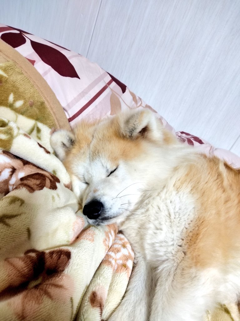 長毛秋田犬ムック Kononamae Twitter