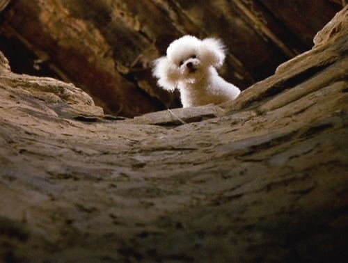 RT @Sundae_Gurl: Snowflake watching Ted Cruz dig his own grave. https://t.co/JlMT3gofy1