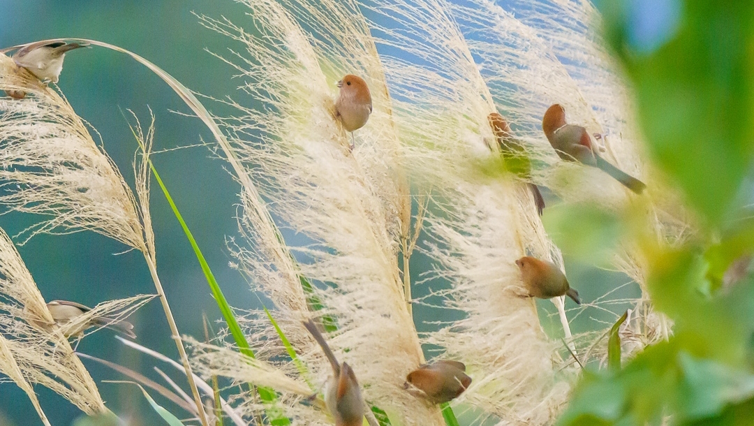 Aren't these Vinous-throated Parrotbills adorable? 🥰 They behave just like Bushtits, but in strawberry flavor 🍓

📸 for more, click buseyphotography.com/vinous-throate…