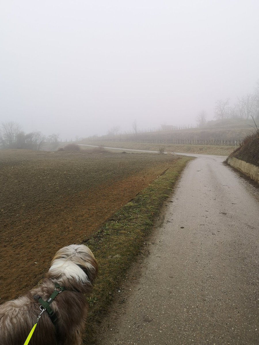 dexterS_i's tweet photo. #austrian #vineyards #fog https://t.co/83Jnh6TuHn