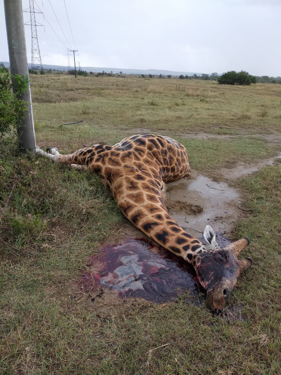 Karimi_Karen's tweet photo. Not only the most endangered distinct populations of giraffe - The Rothschild's giraffe, now we have to deal with @KenyaPower_Care @KenyaPower doing nothing about the low power lines that are electrocuting these beautiful species at soysambu farm. @kwskenya #KplcStopTheKilling https://t.co/kQXOLX6q6h