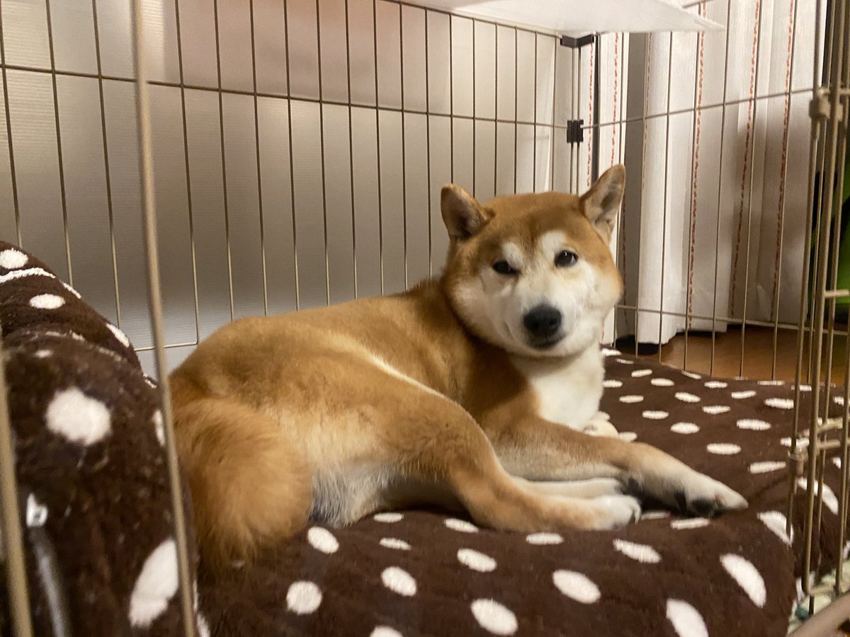 sibazoumaru0614's tweet photo. おつしばっすぅU^ェ^U
今日はポカポカ陽気で
ええ感じやったけど
あっちこっちで事故が
多かったね。。。
ごゆるるりぃぃぃ🐾🍶
#浅間酒造 #KUSATSUPLUSPROJECT https://t.co/pABQlY8r04