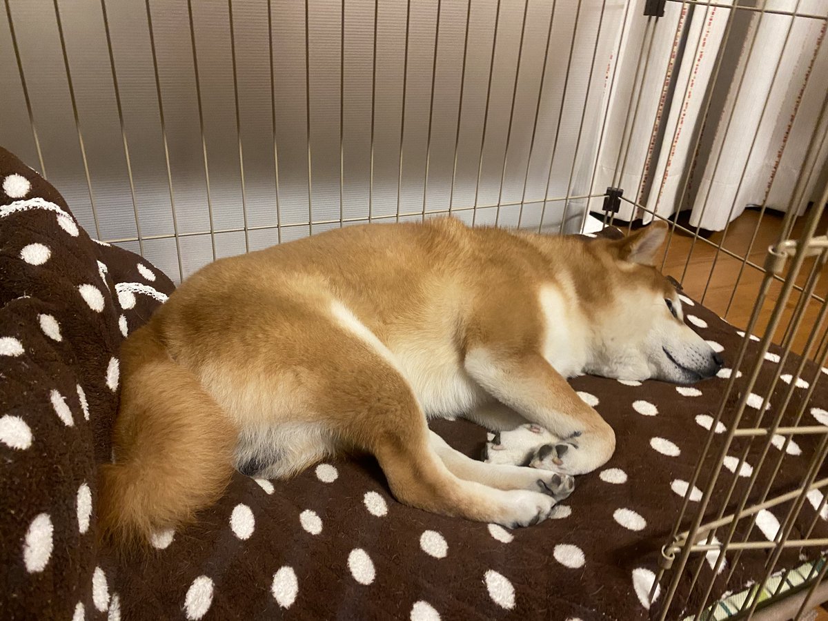 sibazoumaru0614's tweet photo. おつしばっすぅU^ェ^U
今日はポカポカ陽気で
ええ感じやったけど
あっちこっちで事故が
多かったね。。。
ごゆるるりぃぃぃ🐾🍶
#浅間酒造 #KUSATSUPLUSPROJECT https://t.co/pABQlY8r04