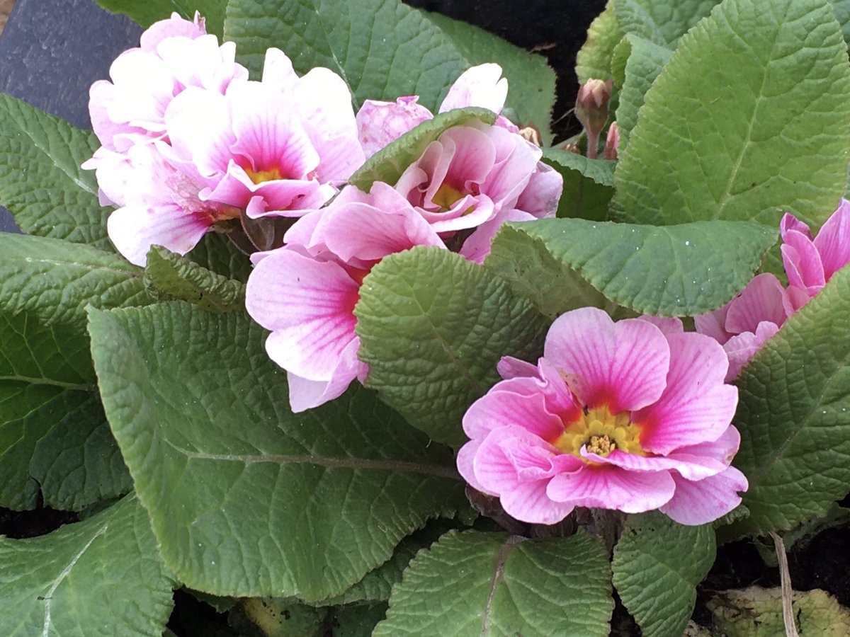 Good morning saw these beauties out on my walk this morning. It’s so mild out today. Happy Sunday 
#walks #primroses #feelslikespring #sundayvibes