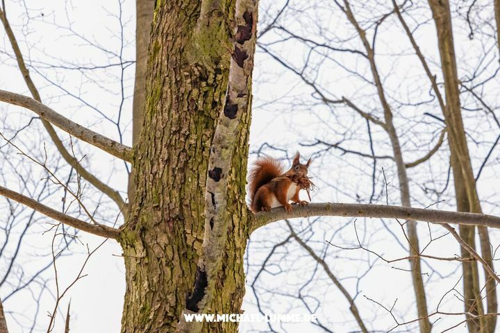 michaharz's tweet photo. Ich liebe die Eichhörnchen
Am Donnerstag bin ich zu den Ilsefällen gewandert, da lief mir das Eichhörnchen über den Weg.
https://t.co/ly9WhsCDP6
#eichhörnchenliebe
#eichhörnchen
#ilsenburg
#ilsetal
#ilsefälle
#harz
#harzmountains
#harzlandschaft
#leidenschaft
#fotografieren
… https://t.co/x3Qz9x04eW
