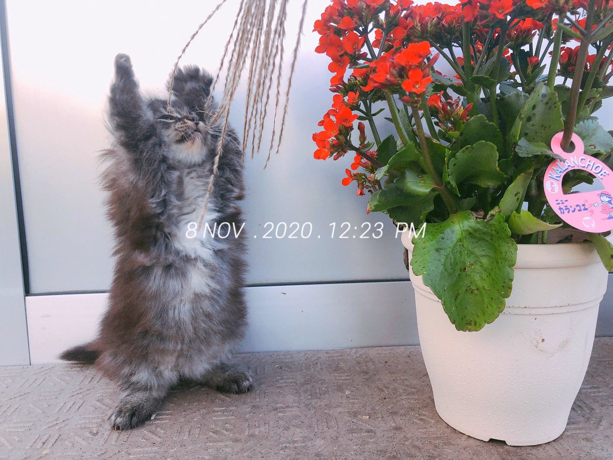 sssss_157cm's tweet photo. 🐈💓 https://t.co/mSJFdkwIqi