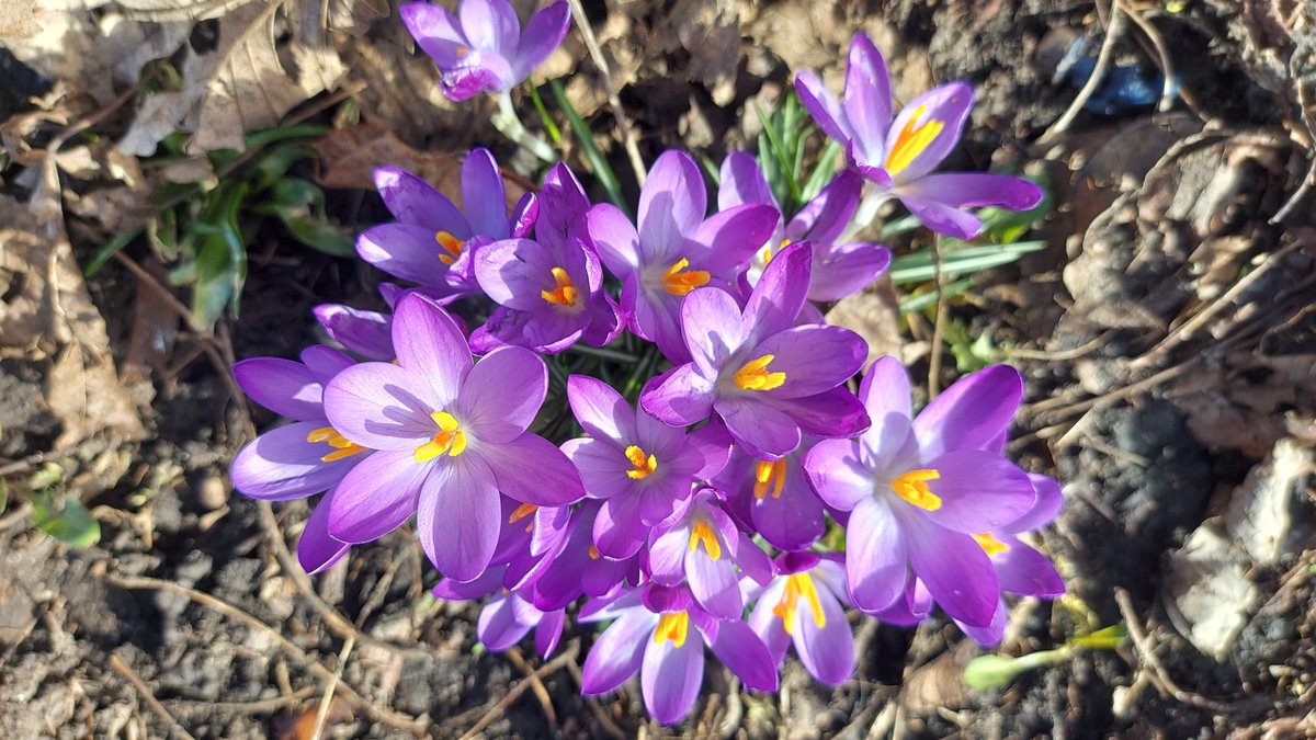 ceschina__'s tweet photo. A few steps from home - Crocus vernus and first pollinators 🐝🌸
#spring #flowers #pollinators #Crocusvernus #urbanpollinators #beeflies #Syrphid https://t.co/iCkASrkoPe