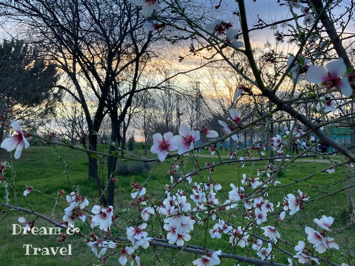 Enjoy the gentle sunset colors along with beautiful almound tree #blossom from #Spain🌸🌸🌸 #SundaySunsets #SpringIsComing @RoarLoudTravel @MadHattersNYC @GalsWander