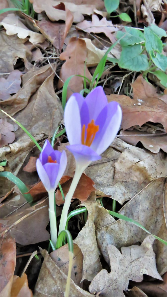 inja5248's tweet photo. #crocussen zoveel en zo mooi in 't @SmalsteStukjeNL
#MariaHoop #MiddenLimburg 💚 https://t.co/UaMdoS0zbs