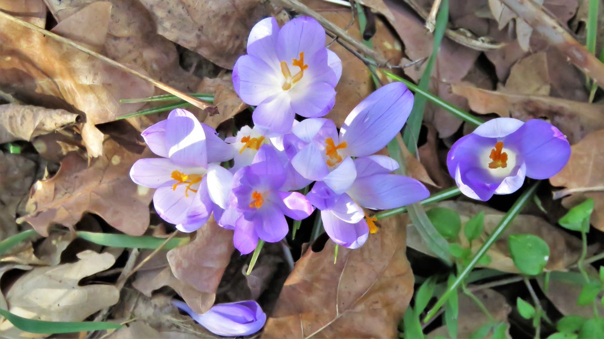inja5248's tweet photo. #crocussen zoveel en zo mooi in 't @SmalsteStukjeNL
#MariaHoop #MiddenLimburg 💚 https://t.co/UaMdoS0zbs