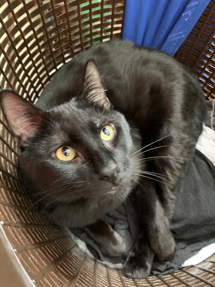 RforShort's tweet image. All Facebook is missing from me is pictures of my cats really