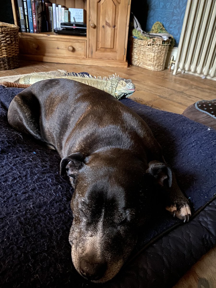 GeoffLil's tweet image. Geoff- behind yer......