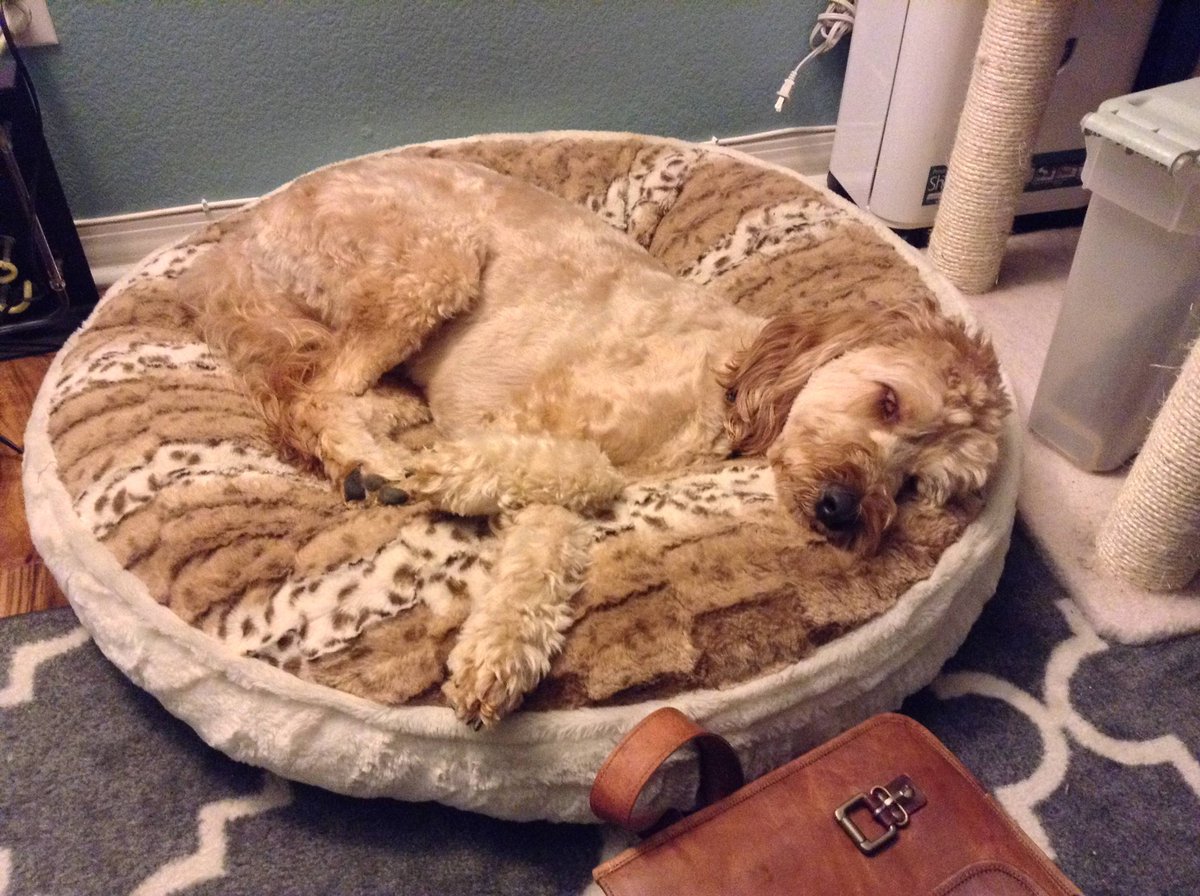 prompterguy's tweet image. Doodle Pie. #KTLATalkToUS