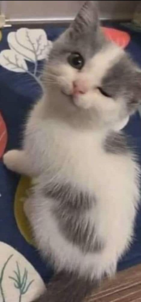 my god is a cat (@asdgftsghsdfj) on Twitter photo 