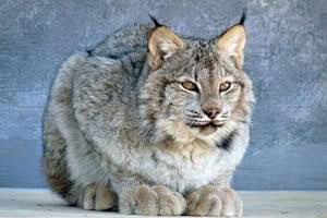 Uzivatel しんゔぁ Na Twitteru おれの推しヤマネコ カナダリンクス カナダオオヤマネコ Uzivatel しんゔぁ Na Twitteru おれの推しヤマネコ カナダリンクス カナダオオヤマネコ