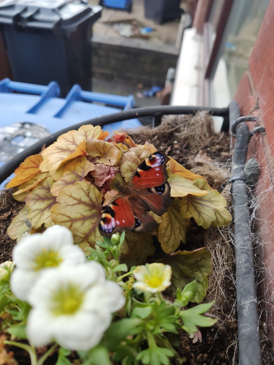 picknmixdj's tweet photo. @Plantzzman I'll see your honey bee and I'll raise you a butterfly @bbcwildlifemag https://t.co/VBF0gnTOOu