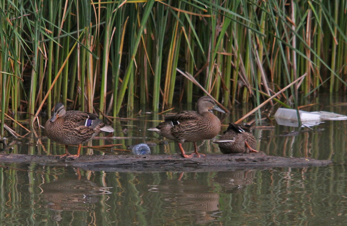 We all need to help to stop the chocking out of oue #wetlands 
@DUContario @ducanada 
@AtlanticDucks @DUCSask 
@DUCmanitoba 
#OurWetlandsOurFuture
#CleanWaters 
#Garbage 
#Nature 
#Ducks