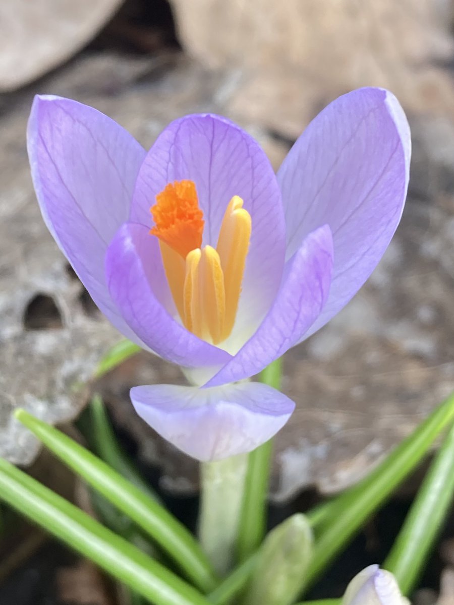 Eerste nectar wordt geproduceerd in onze tuin. #voorjaar #lentekriebels