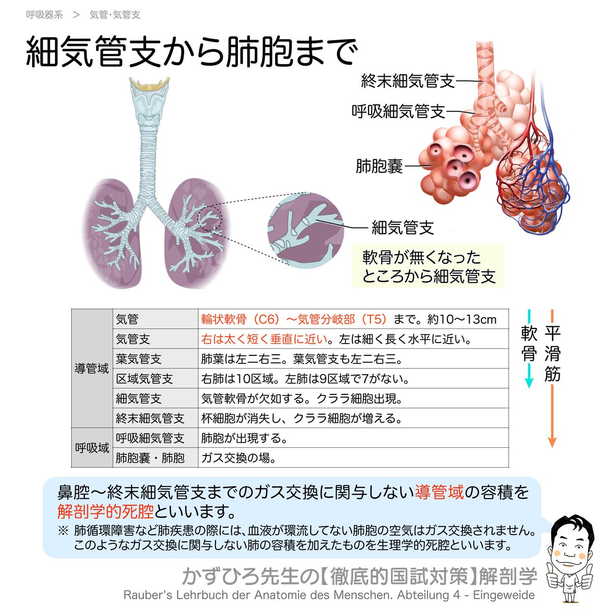 かずひろ先生 なるほど解剖学 細気管支から肺胞まで 気管 C6 T5 気管支 右は太く短く垂直に近い 葉 気管支 左二右三 区域気管支 左9右10 細気管支 軟骨を欠く 終末細気管支 ここまで導管域 呼吸細気管支 肺胞出現 肺 胞嚢 肺胞