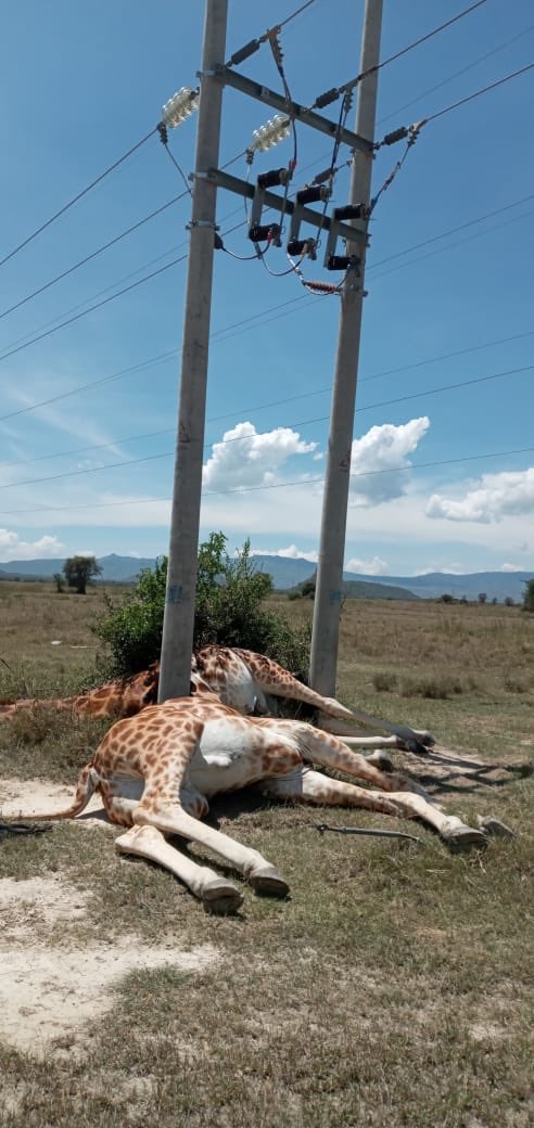 monariochwangi's tweet photo. 3 giraffes have been killed as a result of being electrocuted in Soysambu Conservancy within Nakuru County as of yesterday due to the low hanging power lines. Up to date 11 giraffes have been killed. As environmentalists we demand Action NOW. #Soysambugiraffes RETWEET & SHARE https://t.co/X45U0o0WVx