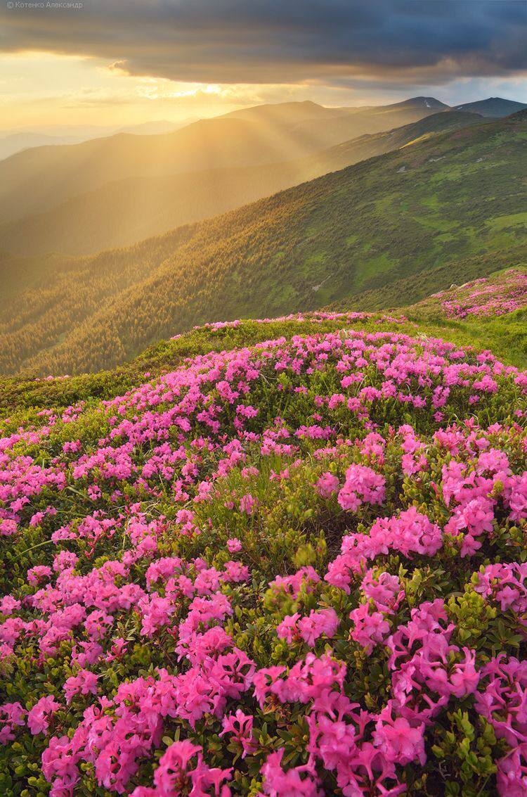 guzelimdoga's tweet photo. Karpat Dağları ⛰️
Çek Cumhuriyeti, Slovakya, Polonya, Ukrayna ve Romanya olmak üzere beş ülkenin toprakları üzerinde yer alır. Tüm Avrupa bitki türlerinin üçte birinden fazlası için yaşam alanı sağlar. Doğal mineralli sular bakımından oldukça zengindir. https://t.co/wredwF77z5