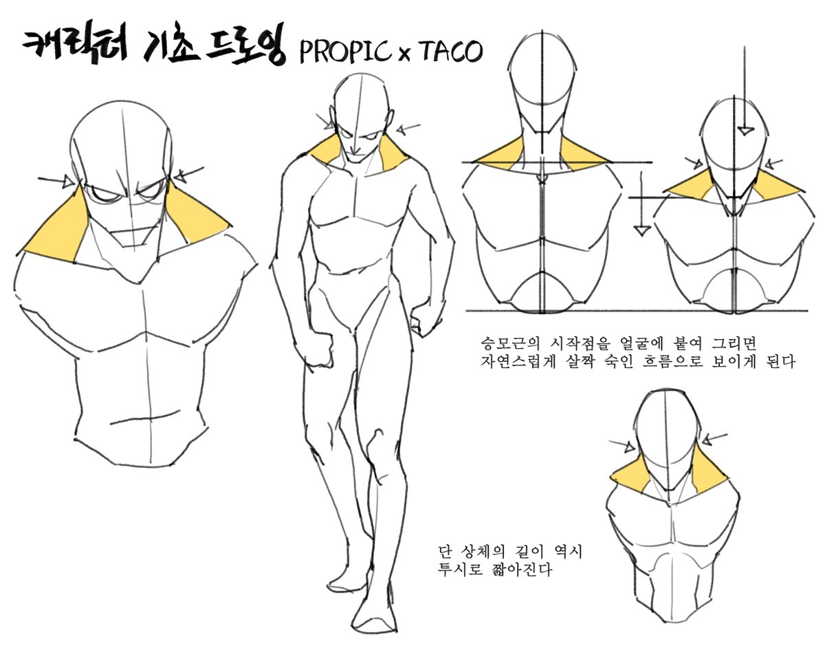 정면에서 승모근의 시작점을 얼굴에 붙여 그리면 살짝 숙인 흐름으로 보이게 된다 