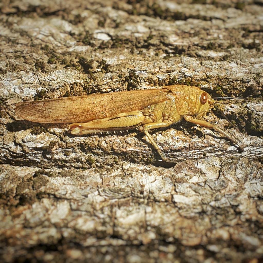 VisualPersist's tweet photo. Egyptian migratory #locust Anacridium aegyptium? About 10cm long, living up to its name this morning on a #tree in my #garden in #Roma... 
#insects #locustpose https://t.co/J40qh6Uk5p