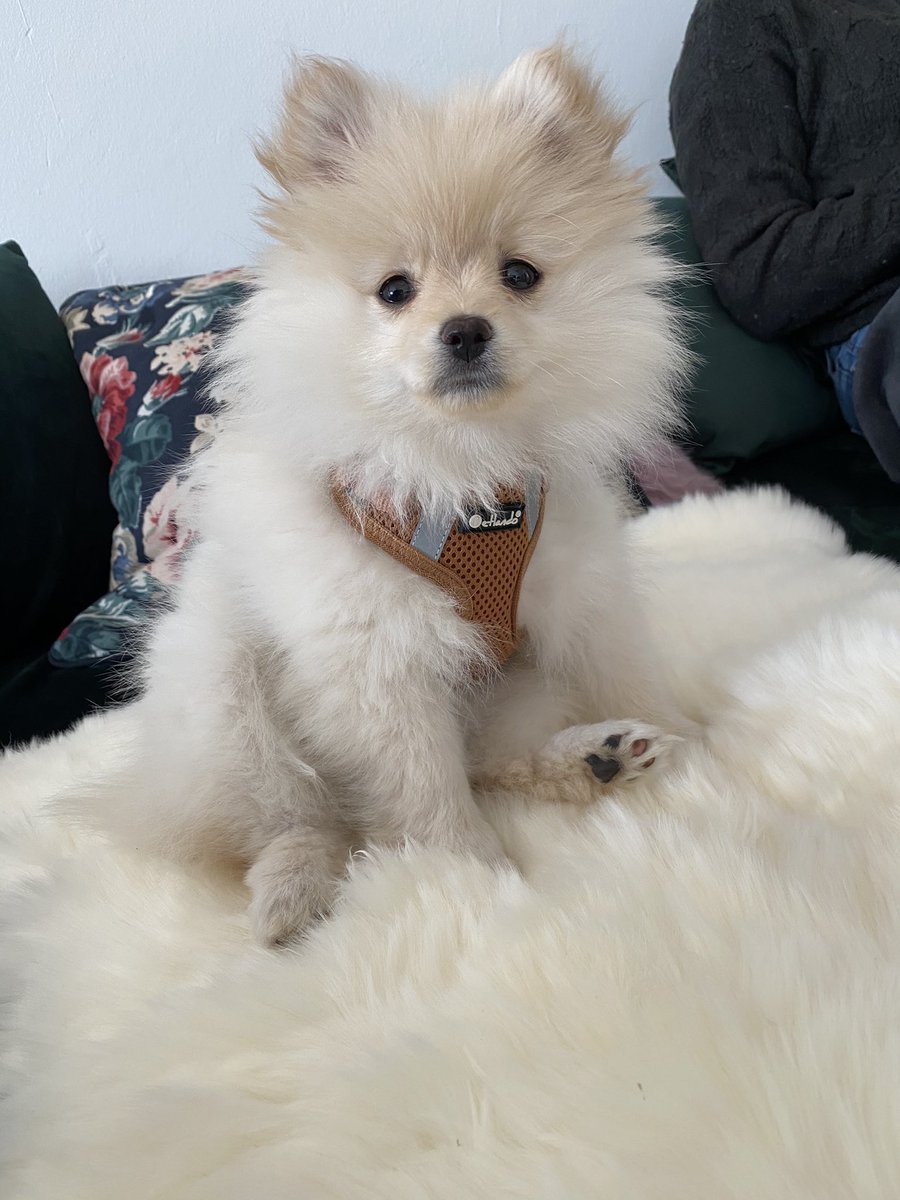 Welcome to the family little one ♥️🐶